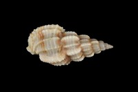 藏品(木賊峨螺)的圖片